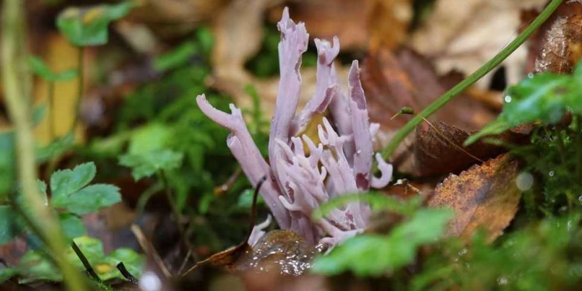 Rare fungus found in Devon woodland