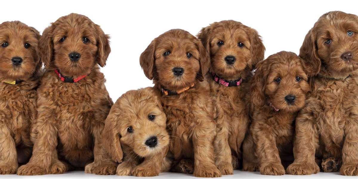 Goldendoodle Puppies for Sale in Indiana