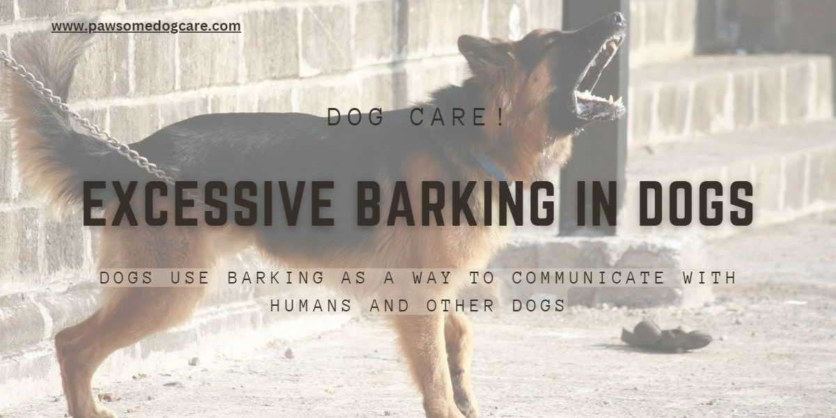 Reasons For Excessive Barking In Dogs