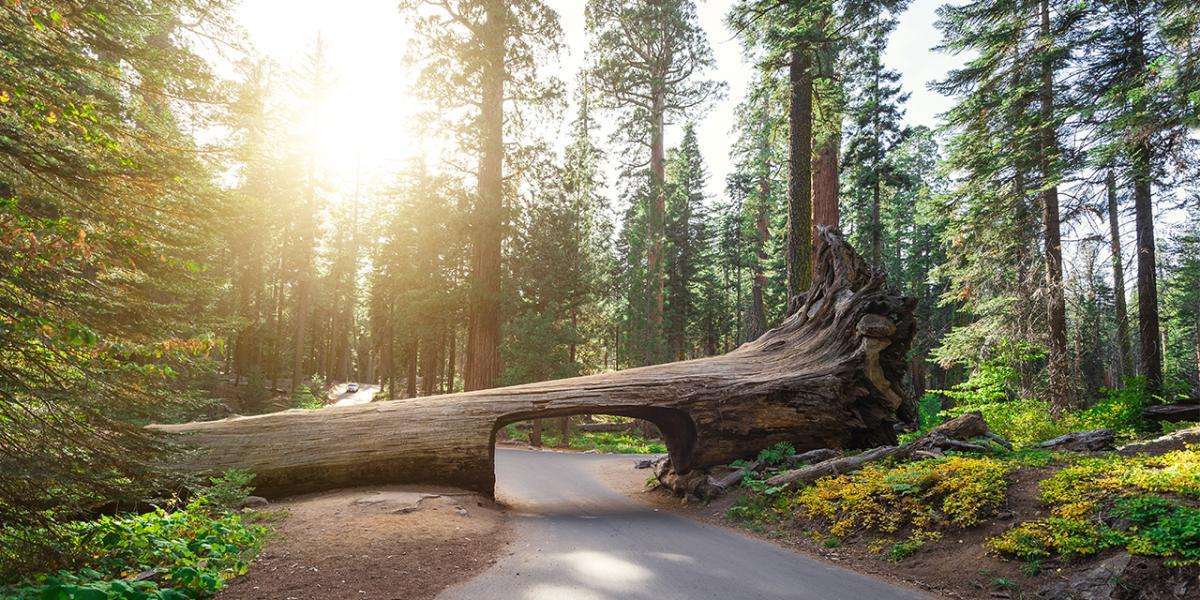 Discover the Giants: Sequoia National Park's Towering Trees and Breathtaking Landscapes