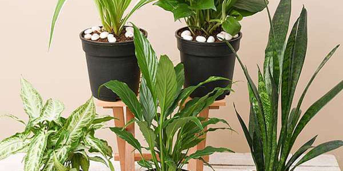 Buy plants online India