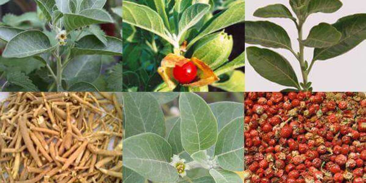 What Are the Advantages of Ashwagandha For the Body?