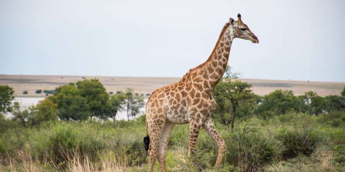 Mikumi National Park: The Tanzanian Safari Paradise