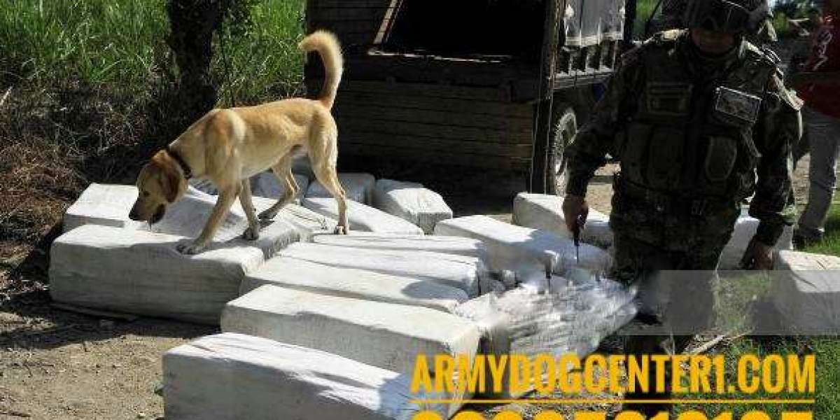 Unleashing Heroes The Vital Role of Army Dog Centers