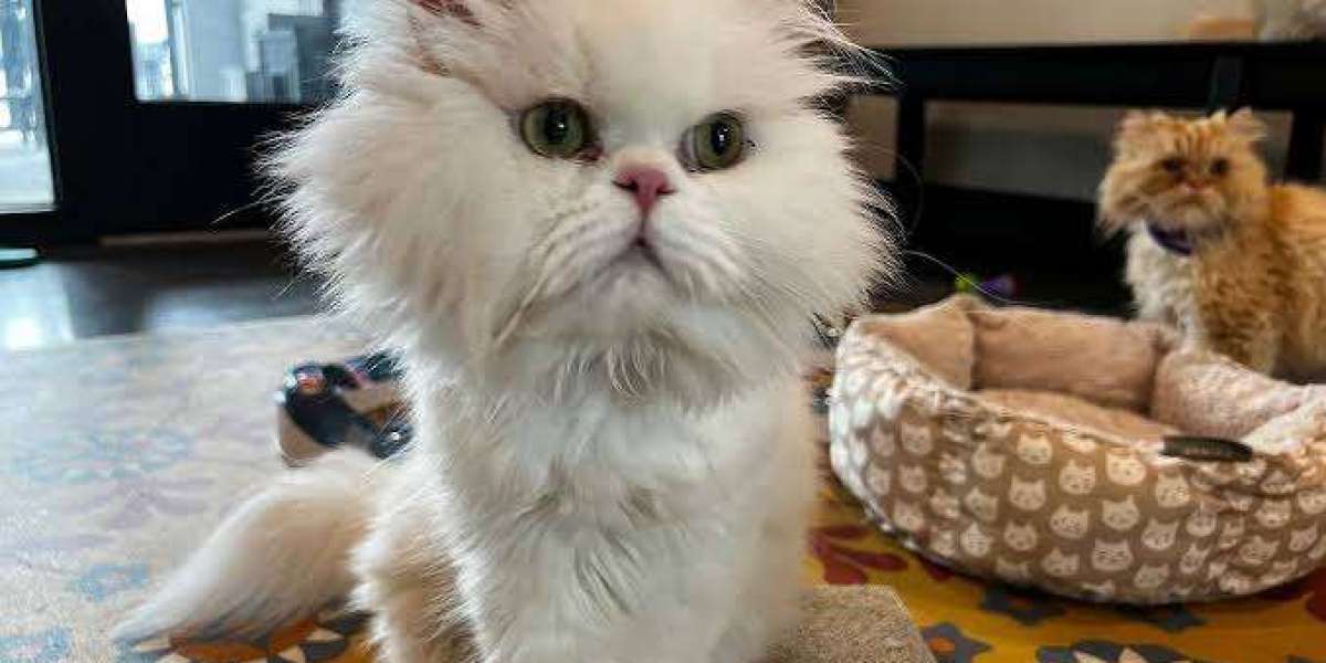 Beautiful Persian kittens for sale in Gurgaon at incredible prices