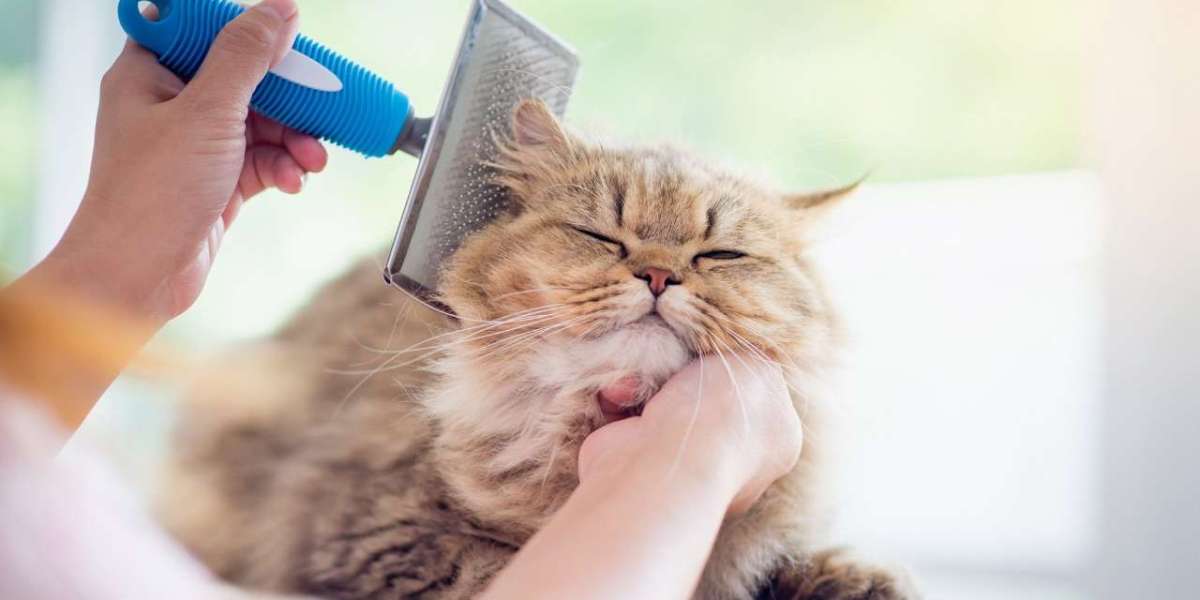 Luxury Cat Grooming dubai Services