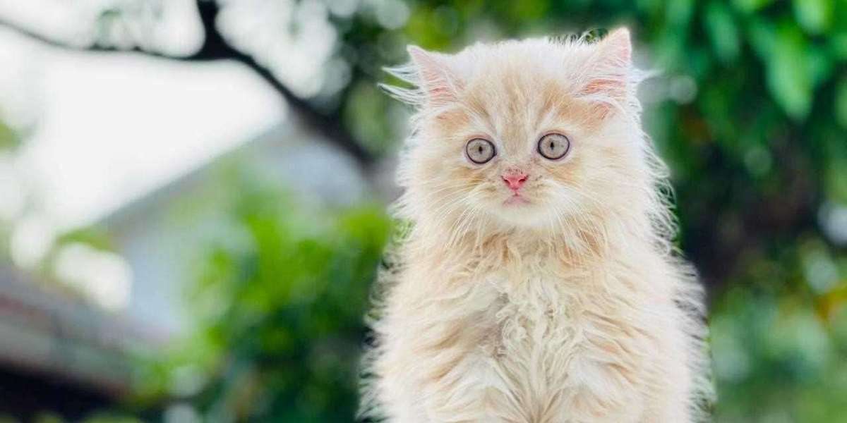 Persian Kittens For Sale In Lucknow: Your Guide to Welcoming Elegance into Your Home