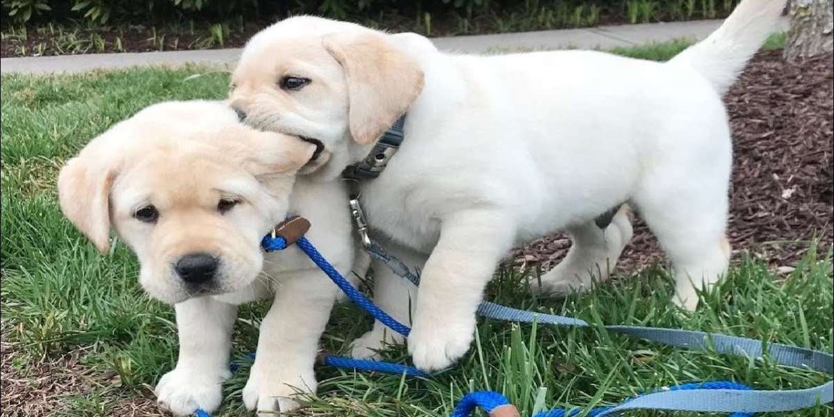 Finding Your Best Friend: Labrador Retriever Puppies for Sale in Gurgaon at Best Prices