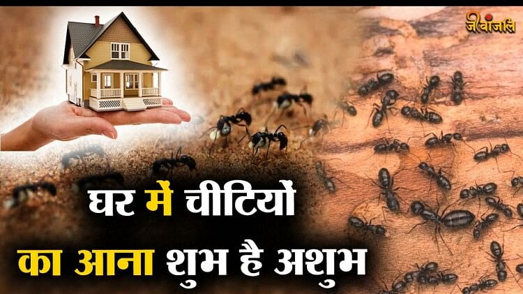 Vastu Tips: घर में चीटियों का आना शुभ है अशुभ, जानें चीटियों से जुड़े संकेत - Vastu Tips: What Is The Sign Of Ants Coming Into The House? - Jeevanjali