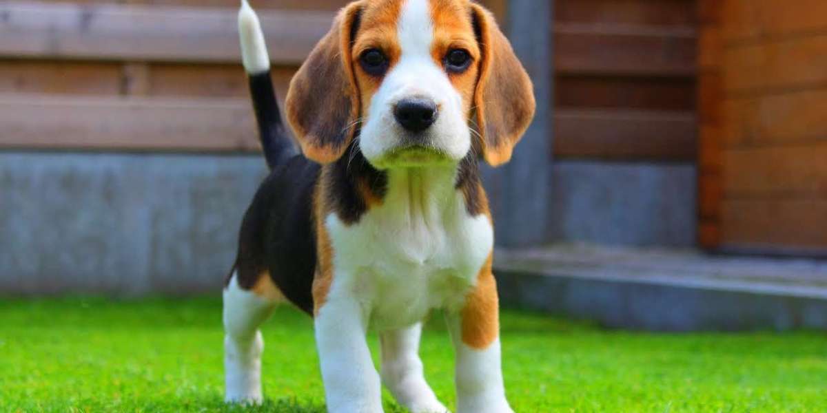 Beagle Puppies for Sale in Pune: Finding Your Perfect Canine Companion