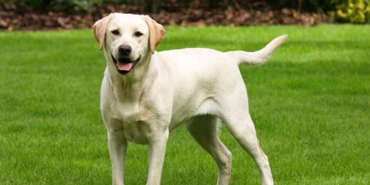 Cuteness Overload: Labrador Retriever Puppies Ready for Adoption in Delhi Love dogs