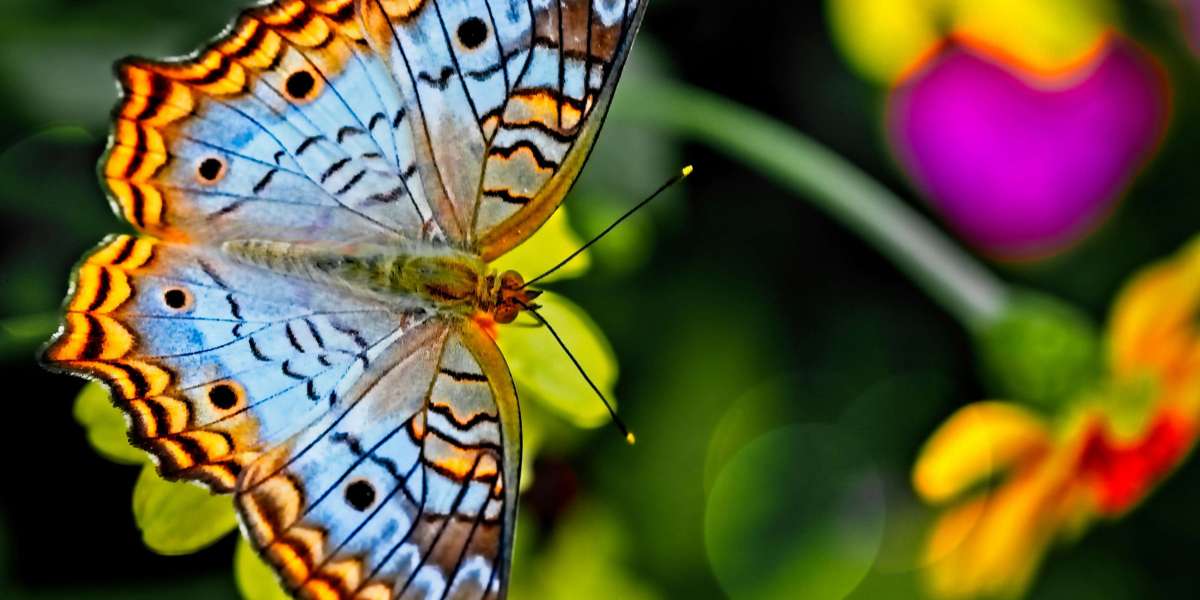 Butterfly Spirit Animal: Embracing Transformation and Joy