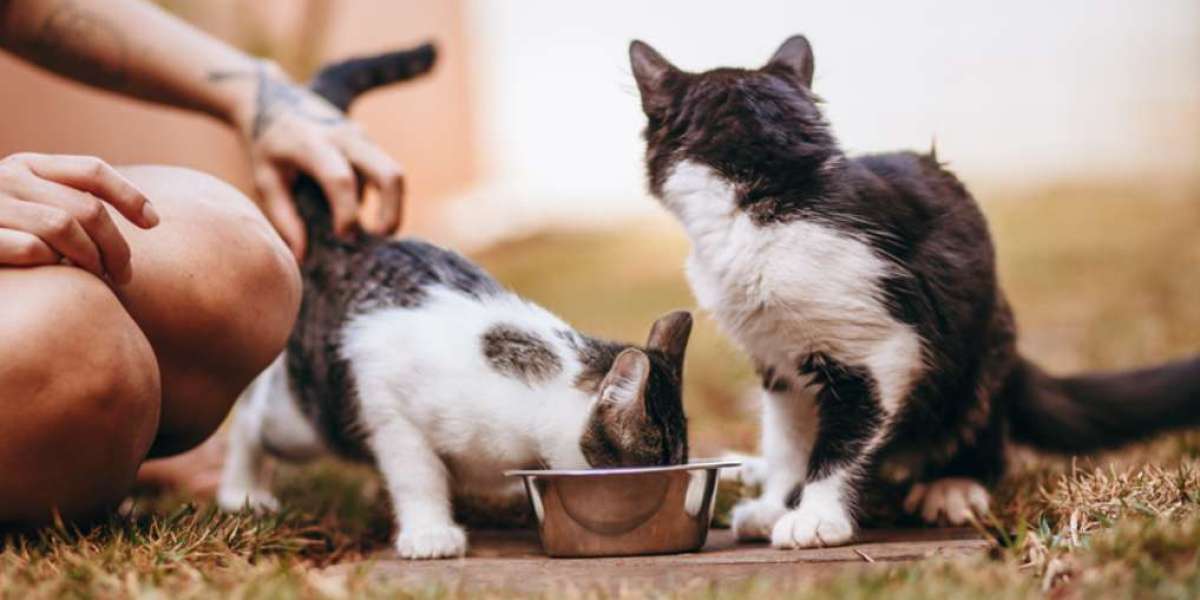 Feline Foodie Face-Off: Welches Trockenfutter für Katzen besteht den Geschmacks- und Gesundheitstest?