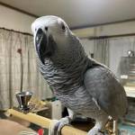 Lewis Parrots Profile Picture