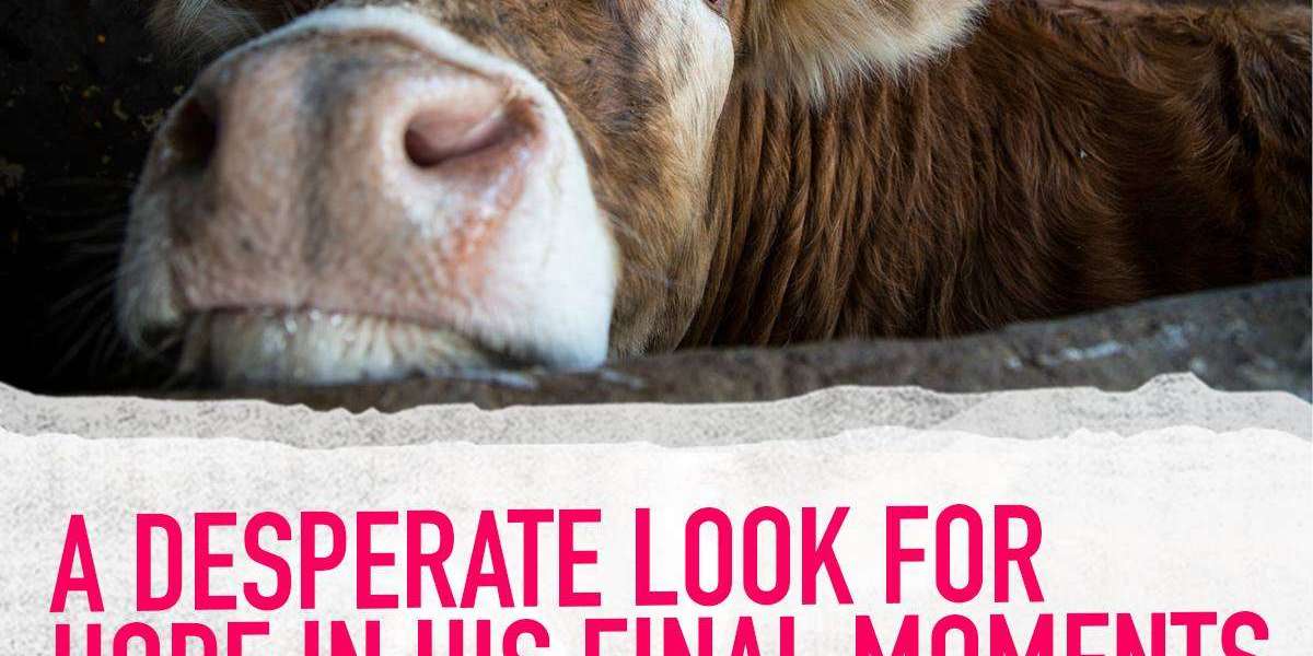 Exposing the Cruelty of Factory Farming