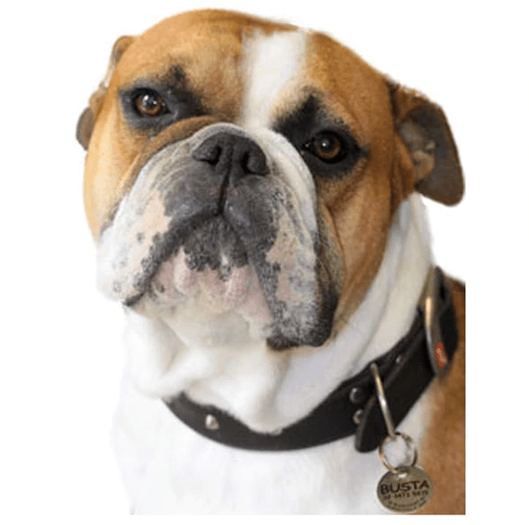 How can investing in GPS pet tags enhance your pet’s safety and essentiality?