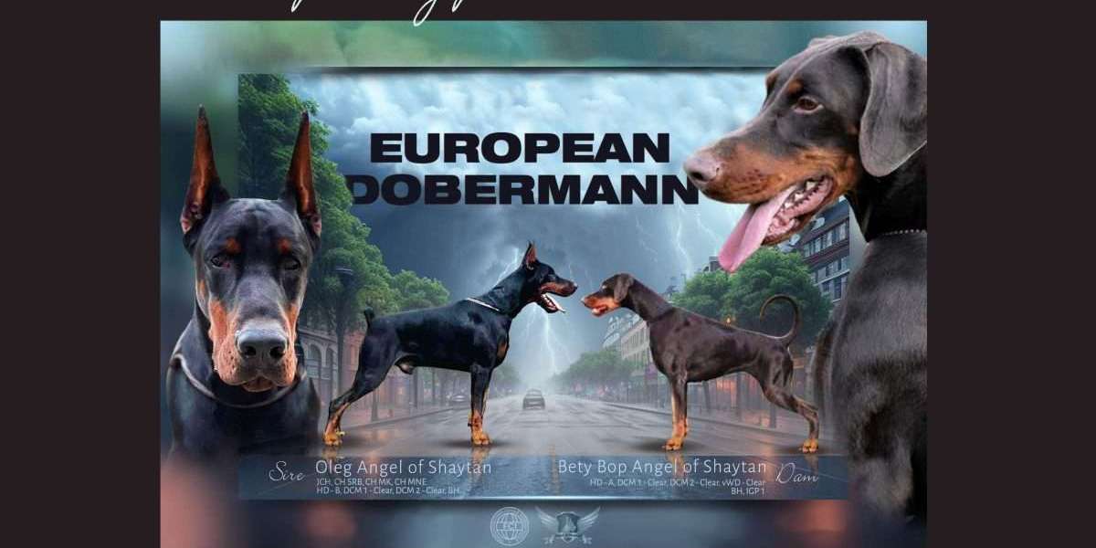 European Doberman Travel: Tips for Taking Your Dobe on Adventures