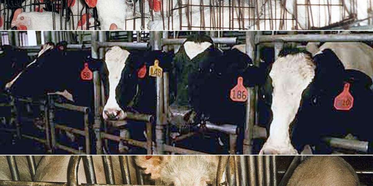 真実を暴露する: 農業における動物虐待
