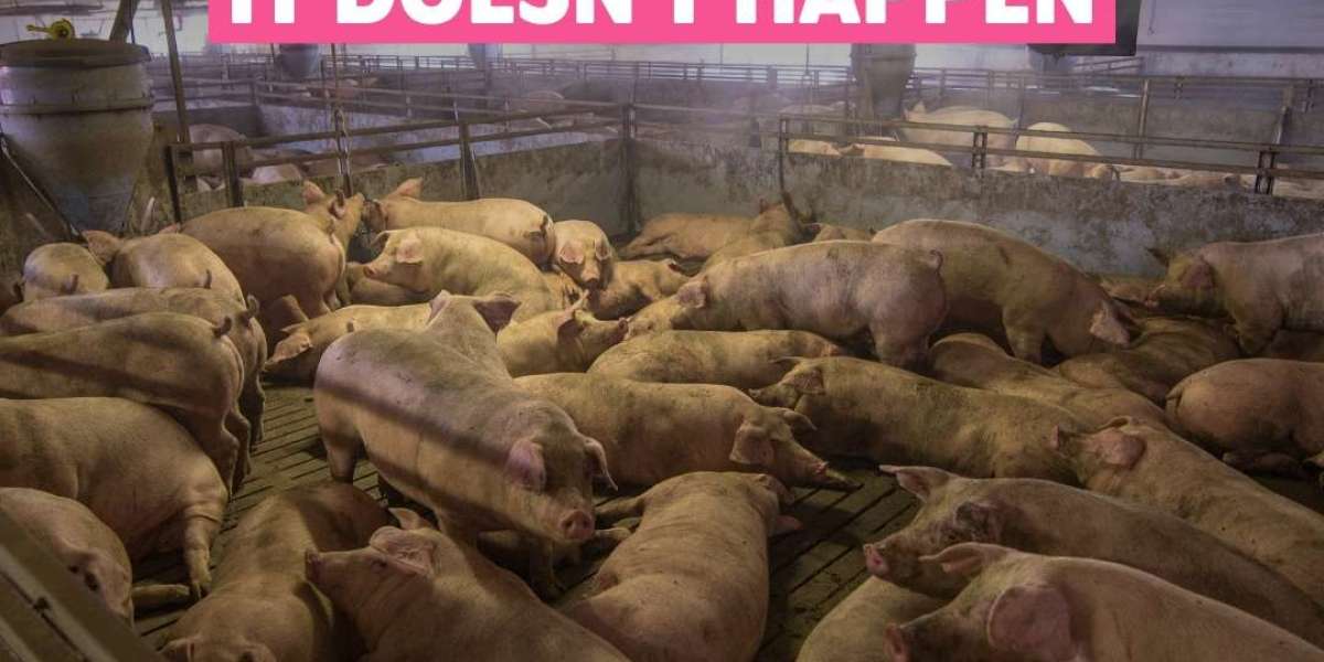 सच्चाई को उजागर करना: कृषि में पशु दुर्व्यवहार