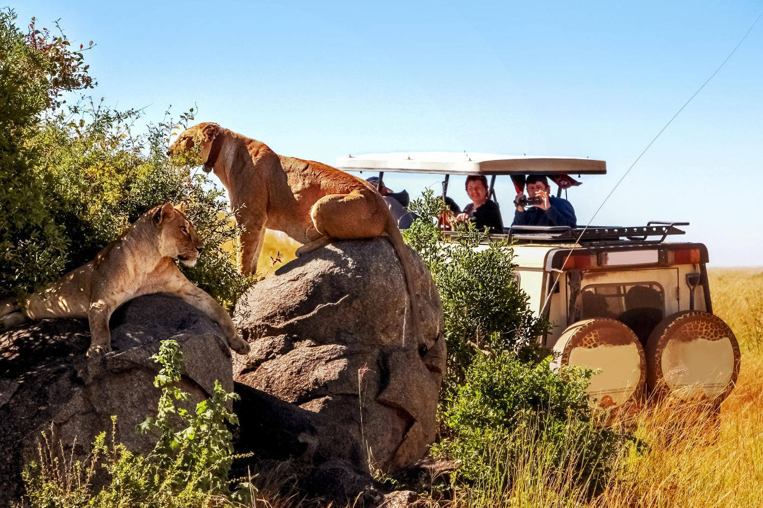 Big 5 Safari Africa | Spot Africa's Iconic Wildlife on Safari