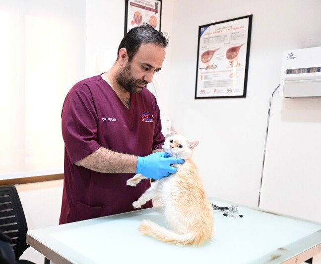 Pet Vaccinations Near Me in Abu Dhabi | Canadian VC