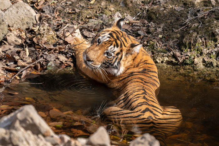 Ranthambore Safari booking online | Tiger safari in ranthambore